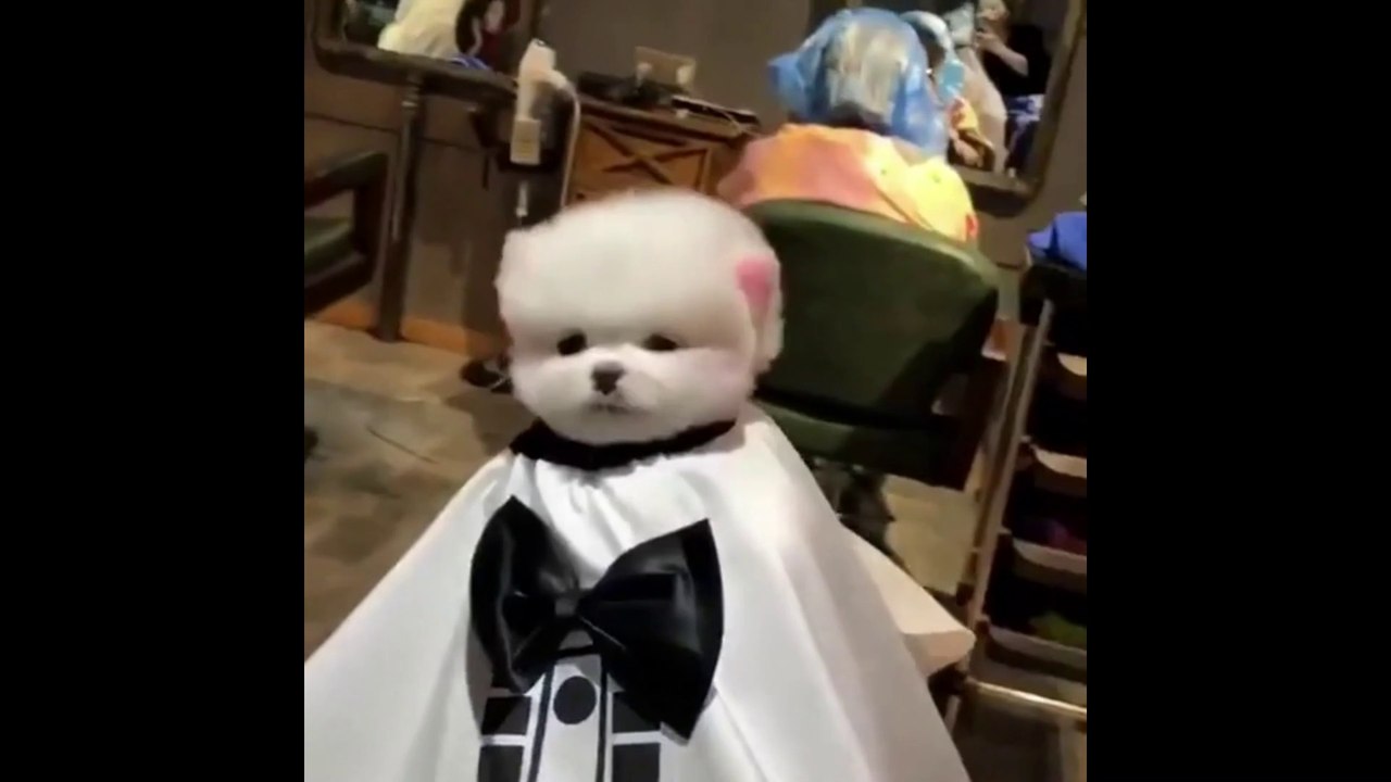 Puppy has a hair cut - Funny Dailymotion video