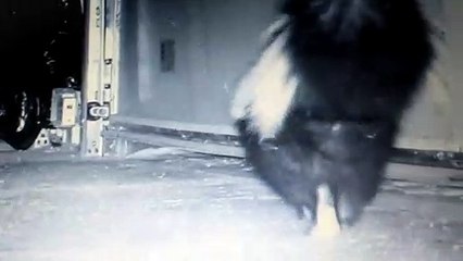 Sneaky Skunks Squeezes under Garage Door