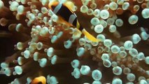 Stunning 4K Underwater footage + Music  Nature Relaxation Ocean Fish, & Stunning Aquarium Relax Music.