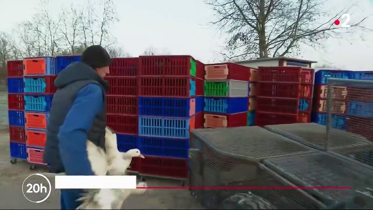 Sud-ouest : les Landes ravagées par la grippe aviaire