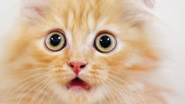 Cat Parasite Linked To Common Human Brain Cancer