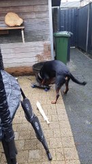 Rottweiler Tries to Figure out Skateboard