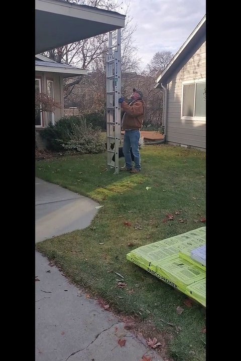 Skilled Doggy Loves to Climb Ladders