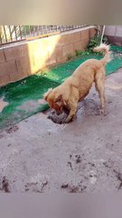 Happy Muddy Dog Digs Some Holes
