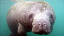 Manatee Found With 'Trump' Scraped Into Back