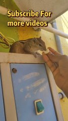 Squirrel ️ eating idly