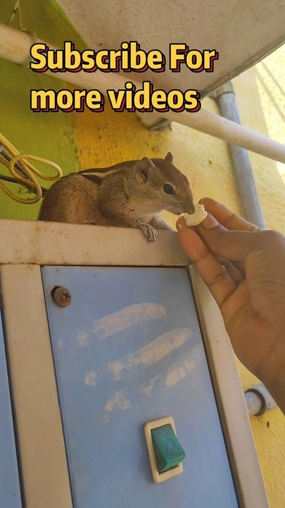 Squirrel ️ eating idly
