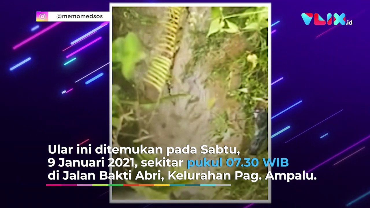 Bikin Merinding! Ular Raksasa Perut Buncit Gegerkan Padang