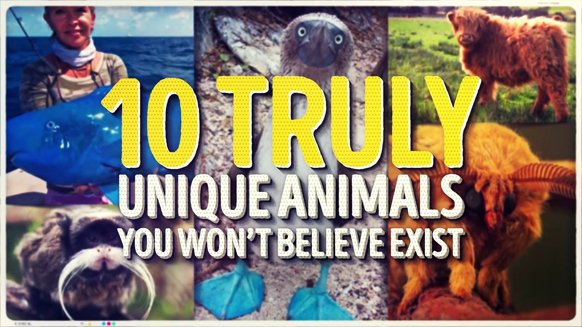 10 Unique Animals You Won't Believe Exist - video Dailymotion