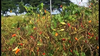 Petani Cabai Terkendala Hama Dan Jatah Pupuk