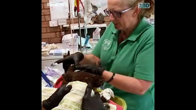 Native koalas facing the brunt of unprecedented bushfires