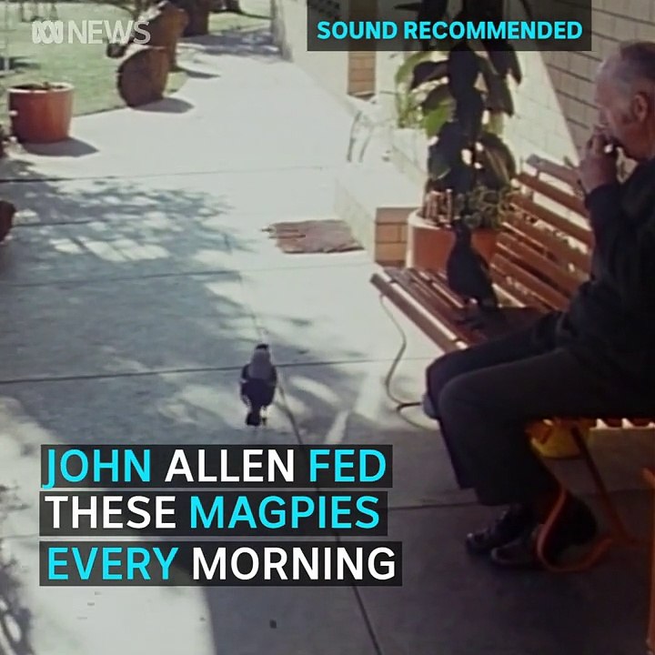 Magpie Chorus