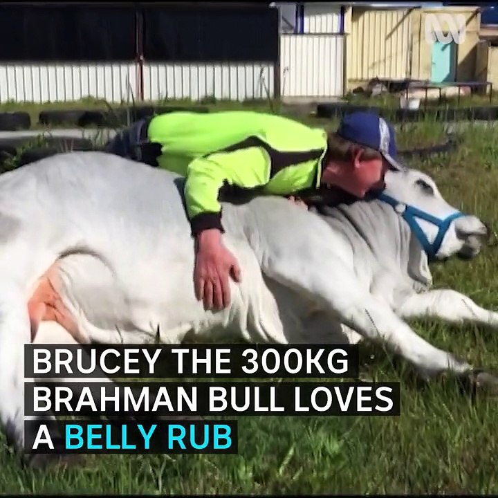 Brucey the friendly Bull