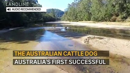 How did Australian Cattle Dogs originate?