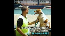 Seagull Patrol takes on the Opera House