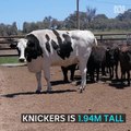 Knickers the cow almost 2m tall