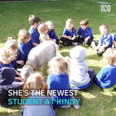 Lamb gives kids a valuable lesson
