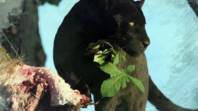 Les jaguars du parc des félins - The jaguars of the feline park