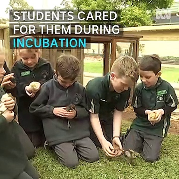 Chooks teach children responsibility