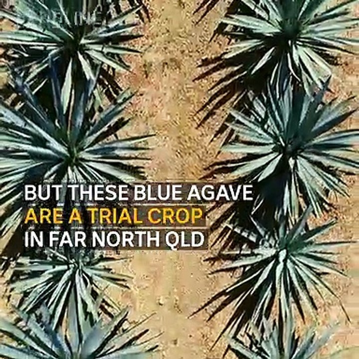 Landline: looking at Aussie made "tequila"