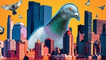 Why American cities have so many pigeons