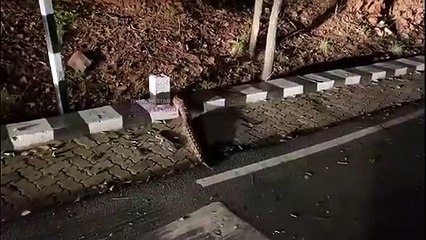 biggest snake crossing road