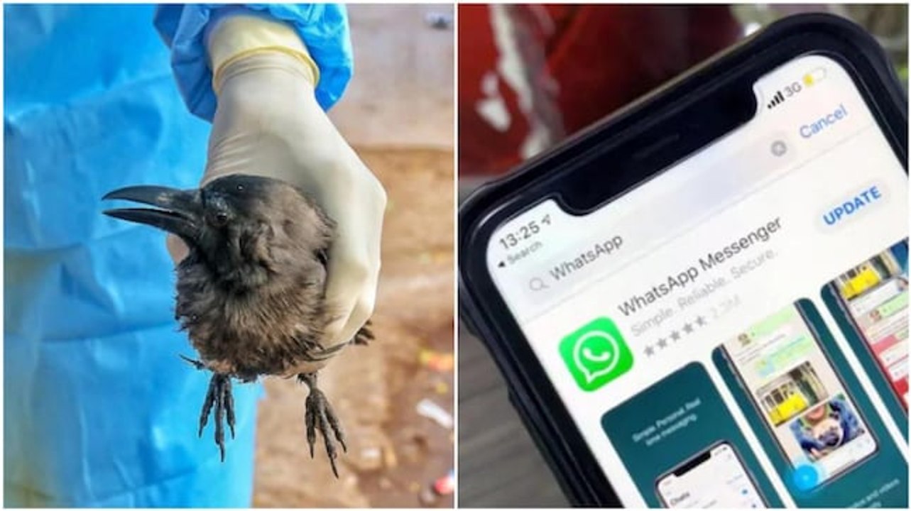 Bird flu alert across India; Signal Vs Whatsapp; more