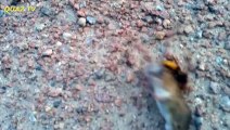 Fare ile eşek arısının inanılmaz mücadelesi viral oldu! Sosyal medya çalkalandı