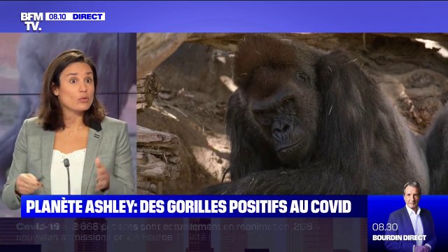 Des gorilles testés positifs au Covid-19 au zoo de San Diego