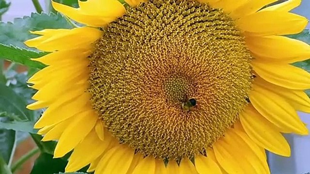 Quran sy pehly asmani kitabo mai akhri umat | قرآن پاک سے پہلے آسمانی کتابوں میں آخری امت کاتذکرہ