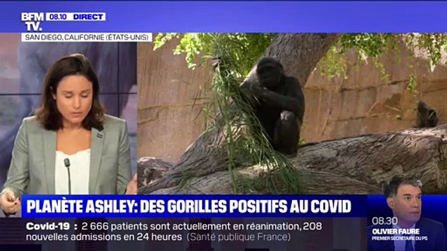 Des gorilles positifs au Covid - 12/01