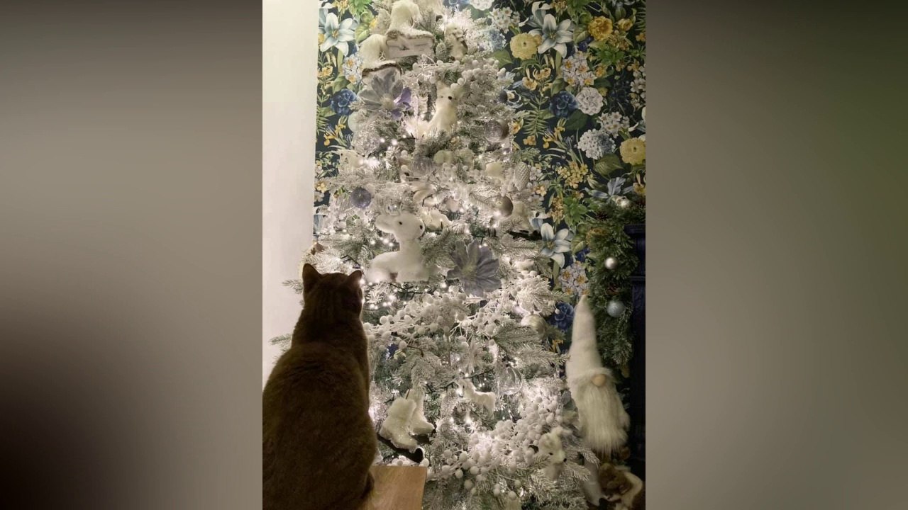 Votre mission, trouver le chaton blanc caché dans ce sapin de noël