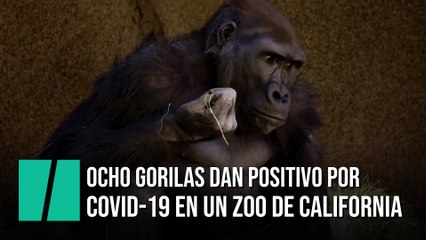 Al menos ocho gorilas dan positivo por COVID-19 en un zoo de California