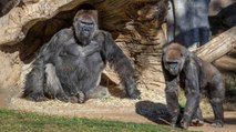 Gorillas Test Positive for Coronavirus at San Diego Zoo