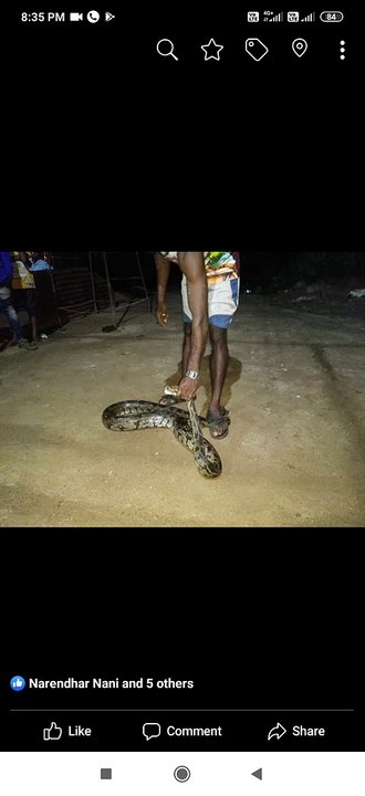 anaconda snake