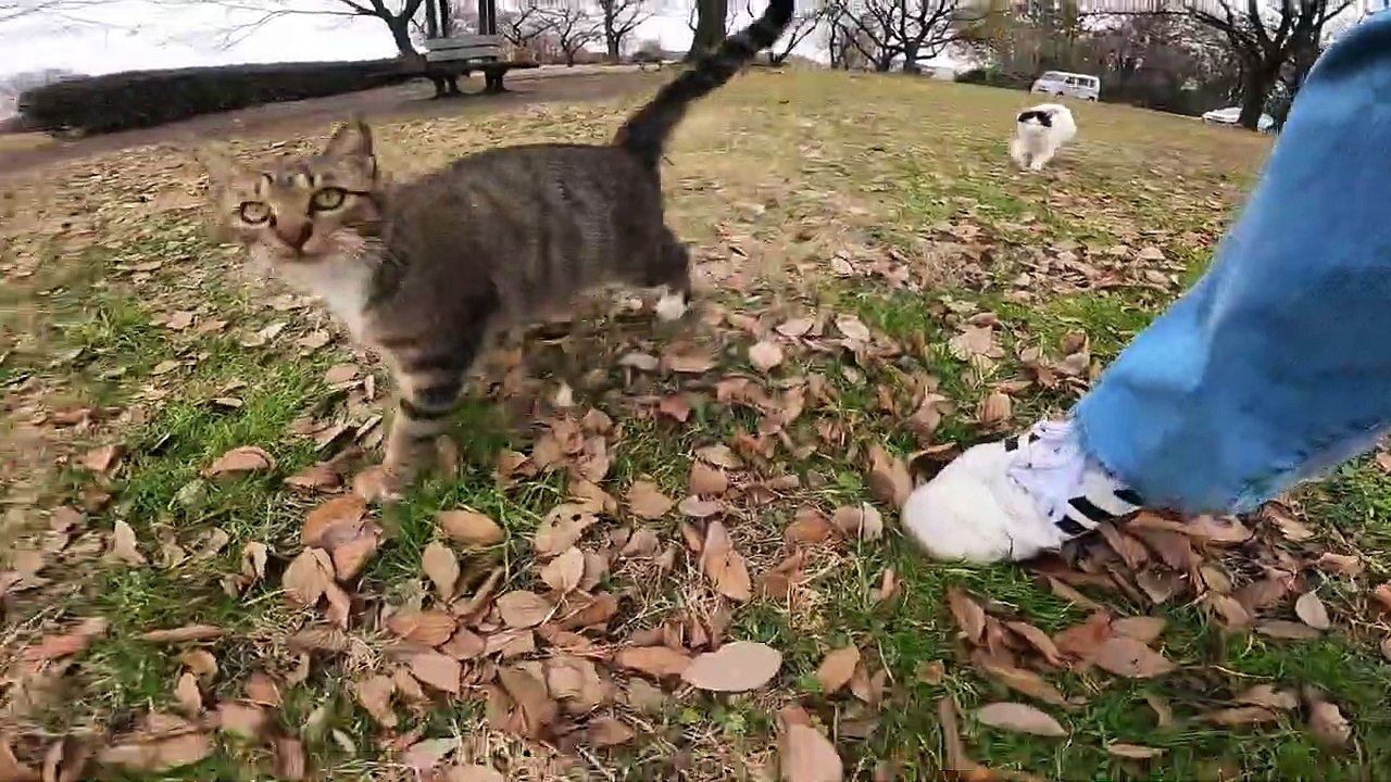 I took a video of a stray cat living in Japan.87