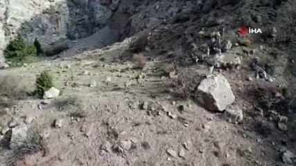 Nadir görülen yaban keçileri bu kez droneye yakalandı