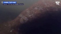 En Floride, un lamantin a été mutilé et marqué du nom de Donald Trump