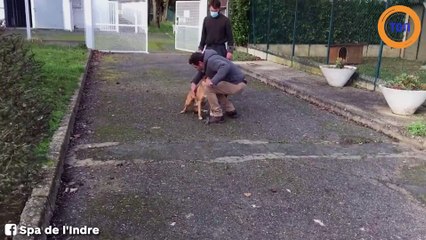 Un an après avoir perdu son chien dans les Landes, il le retrouve dans l’Indre !