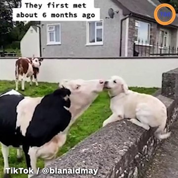 Cette complicité étonnante entre un golden retriever et une vache va vous toucher