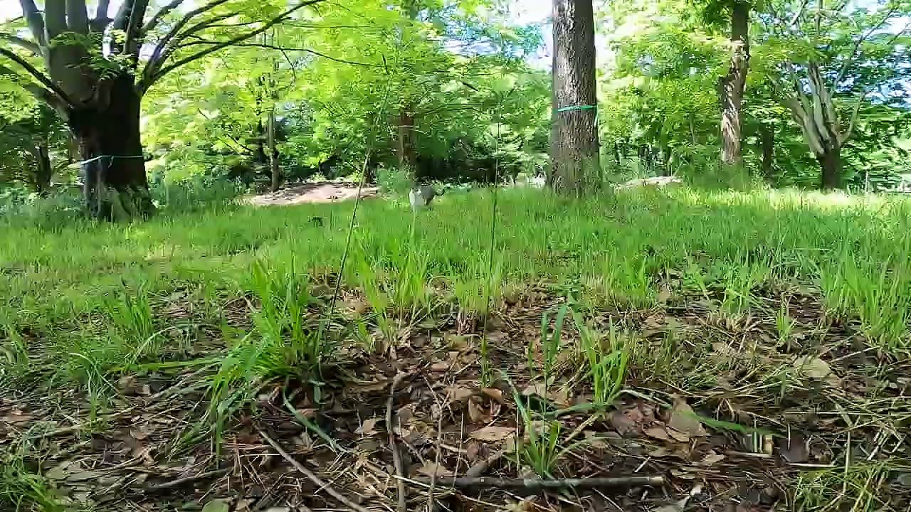 I took a video of a stray cat living in Japan.88