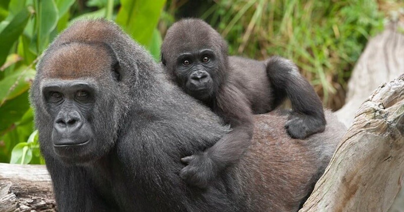 Deux gorilles du zoo de San Diego testés positifs à la Covid-19, premiers cas chez les grands singes