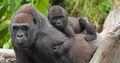 Deux gorilles du zoo de San Diego testés positifs à la Covid-19, premiers cas chez les grands singes