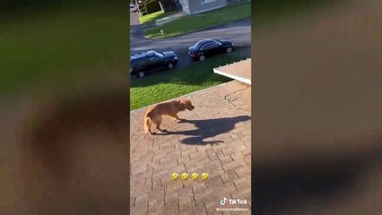 Il croise son chien sur le toit de sa maison pendant qu'il bricole