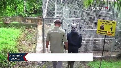 Tim Medis Pantau Kesehatan Dua Orang Utan