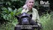 Comment les travaux de Jane Goodall ont-ils transformé notre perception des animaux ?