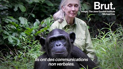 Comment les travaux de Jane Goodall ont-ils transformé notre perception des animaux ?