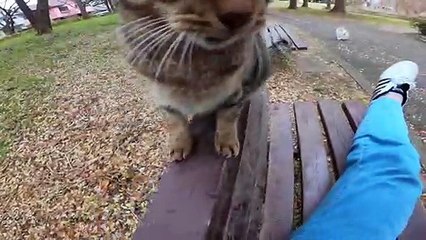 I took a video of a stray cat living in Japan.89