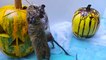 My funny pets celebrate Halloween Adult degus are not afraid of pumpkins with secrets and ghosts