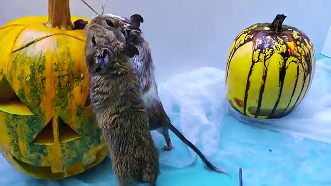 My funny pets celebrate Halloween Adult degus are not afraid of pumpkins with secrets and ghosts